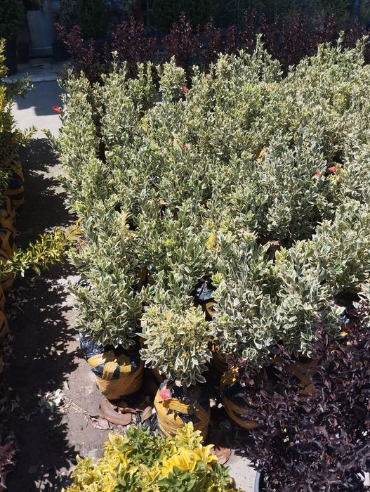 Gazon ekish va tayyor gazon yotqizish archa kisish