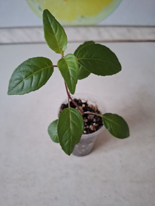 Продам укоренненый отросток фуксии сорта 'Dulcie Elizabeth'.