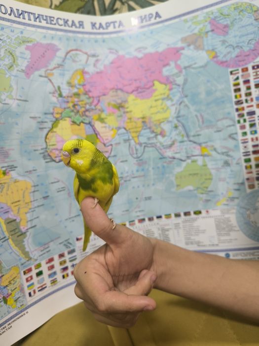Ручной волнистый попугаи