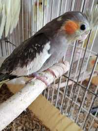 Продам молодых ручных попугайчиков нимфа кореллы 2 месяца