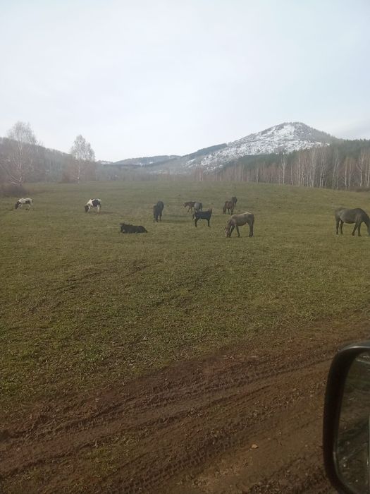 Продам кобылу с жеребцом