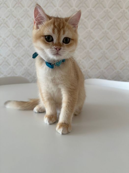 Golden scottish pui