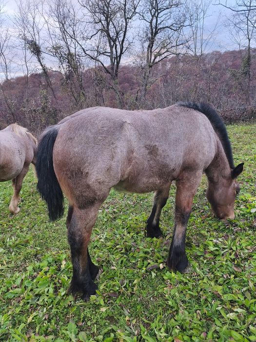 Vând mânză frumoasa