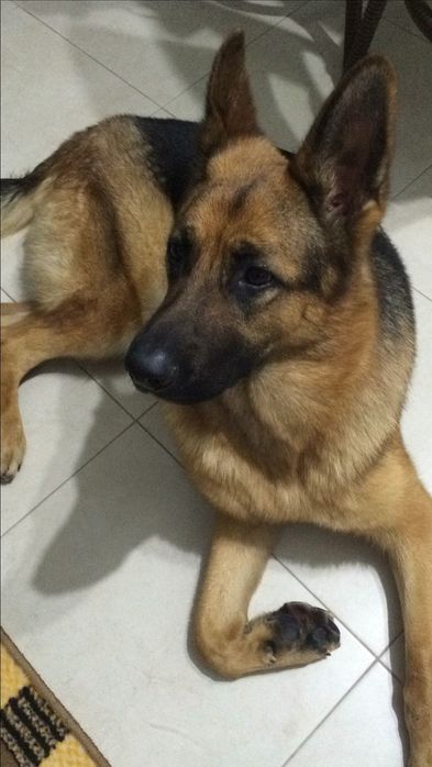 Немецкая овчарка в хорошие руки