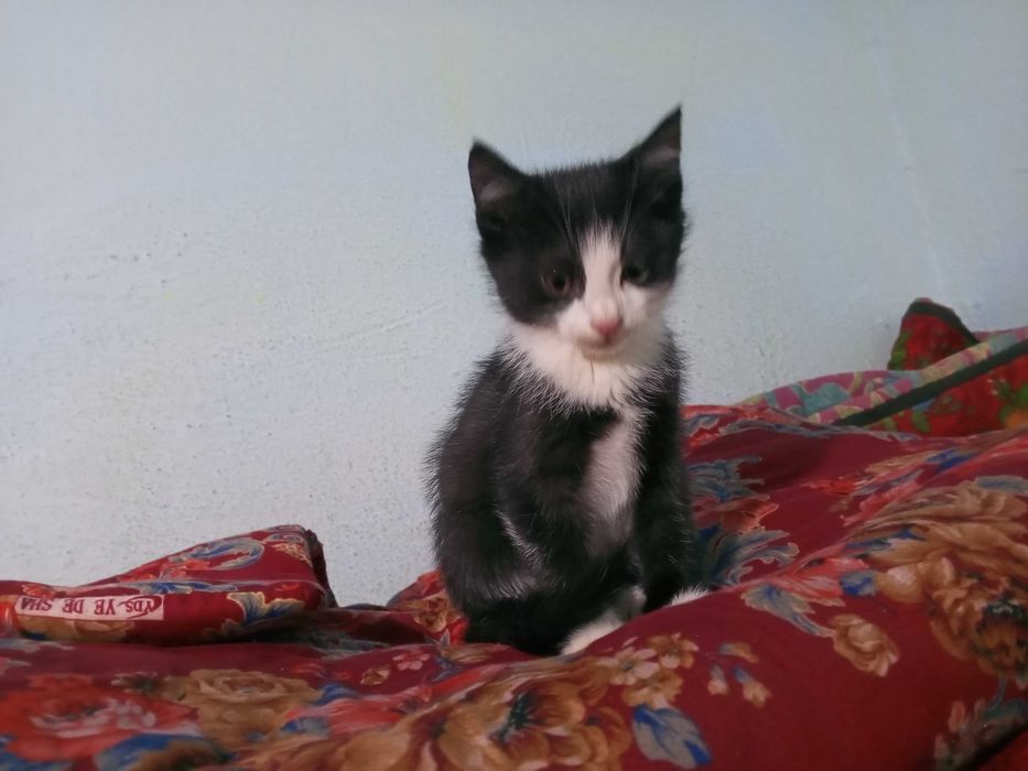 Котята мальчики  мушук болалари