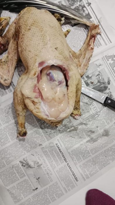 Продаются домашние гуси — свежий забой