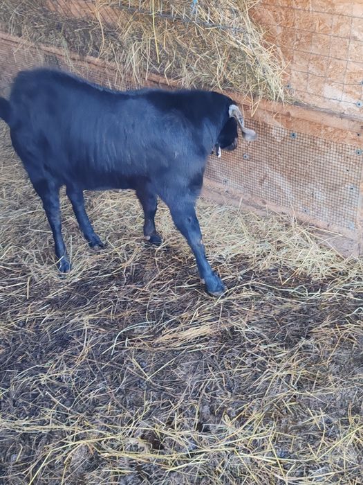 Vând țap anglo-nubian