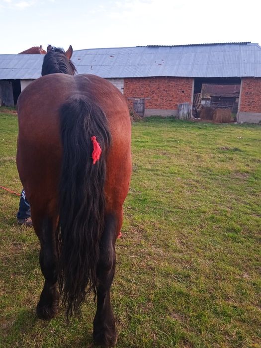 Vând mânz de doi ani și jumătate