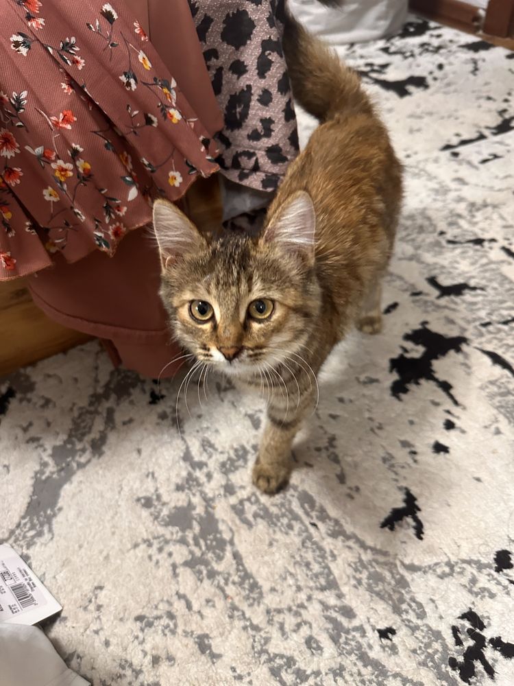 Котенок ишеть дом