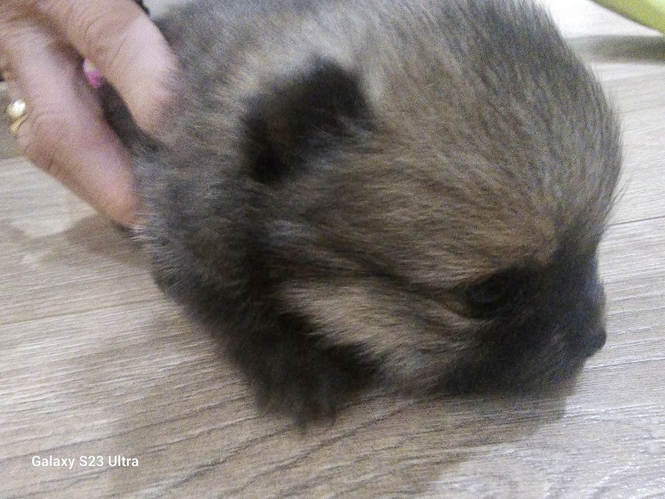 Померан мини шпиц