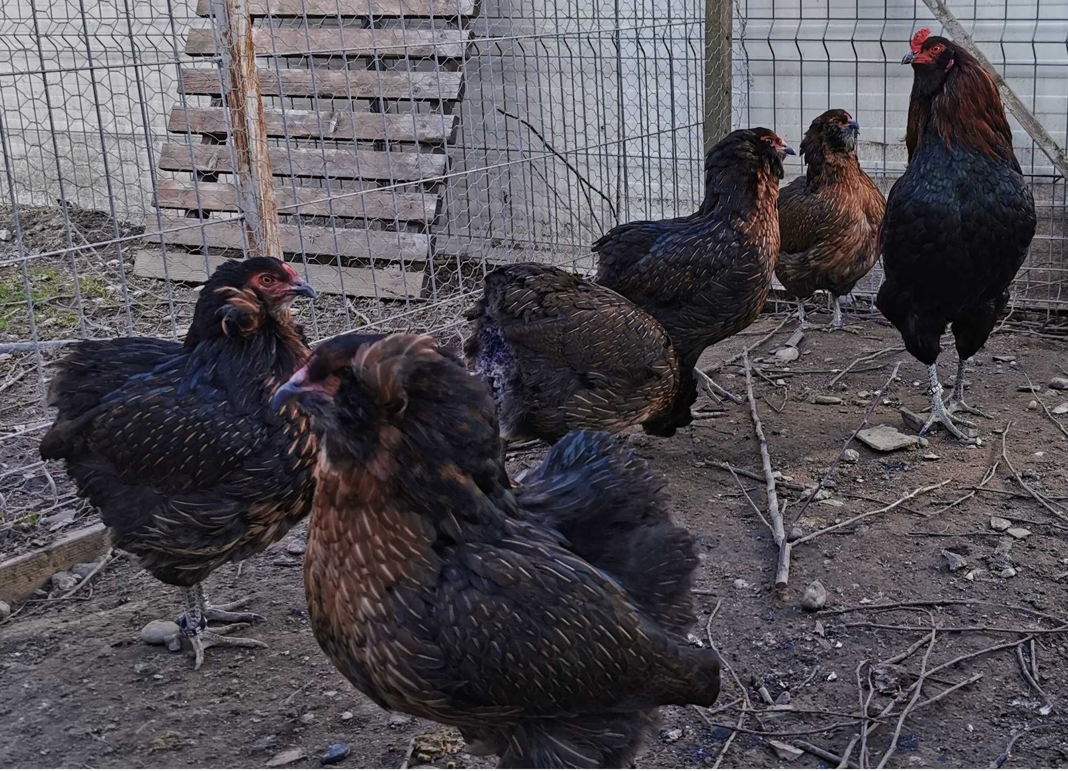 Oua Araucana Argintiu Silver / Gat Auriu / Potarnichiu