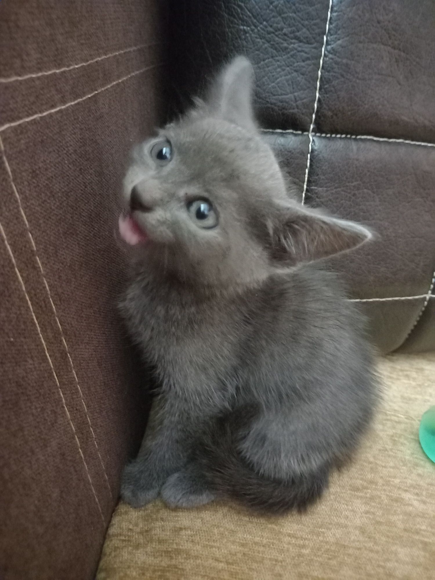 Руска синя котка