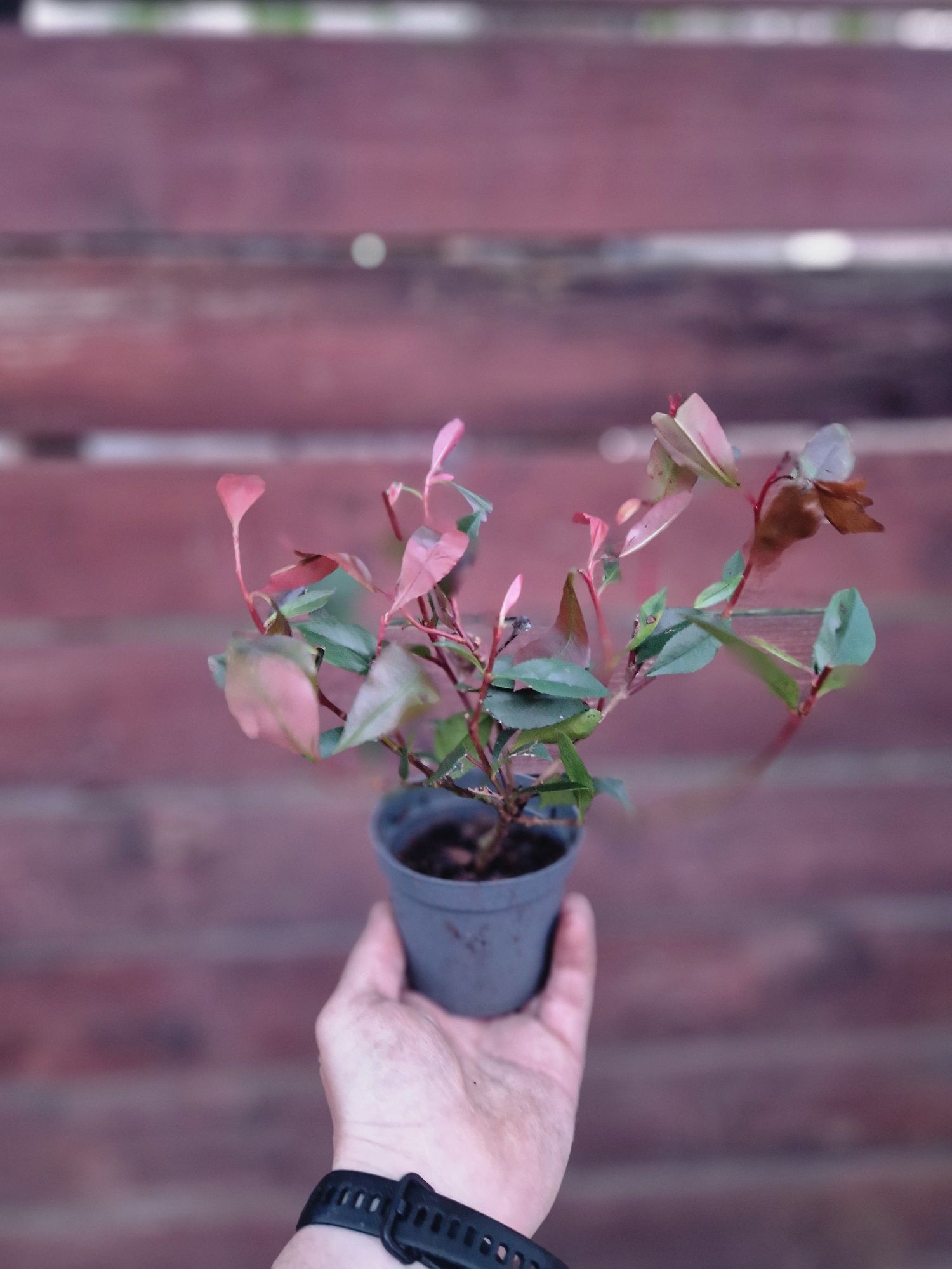 Photinia ''Little Red Robin'' 20 cm