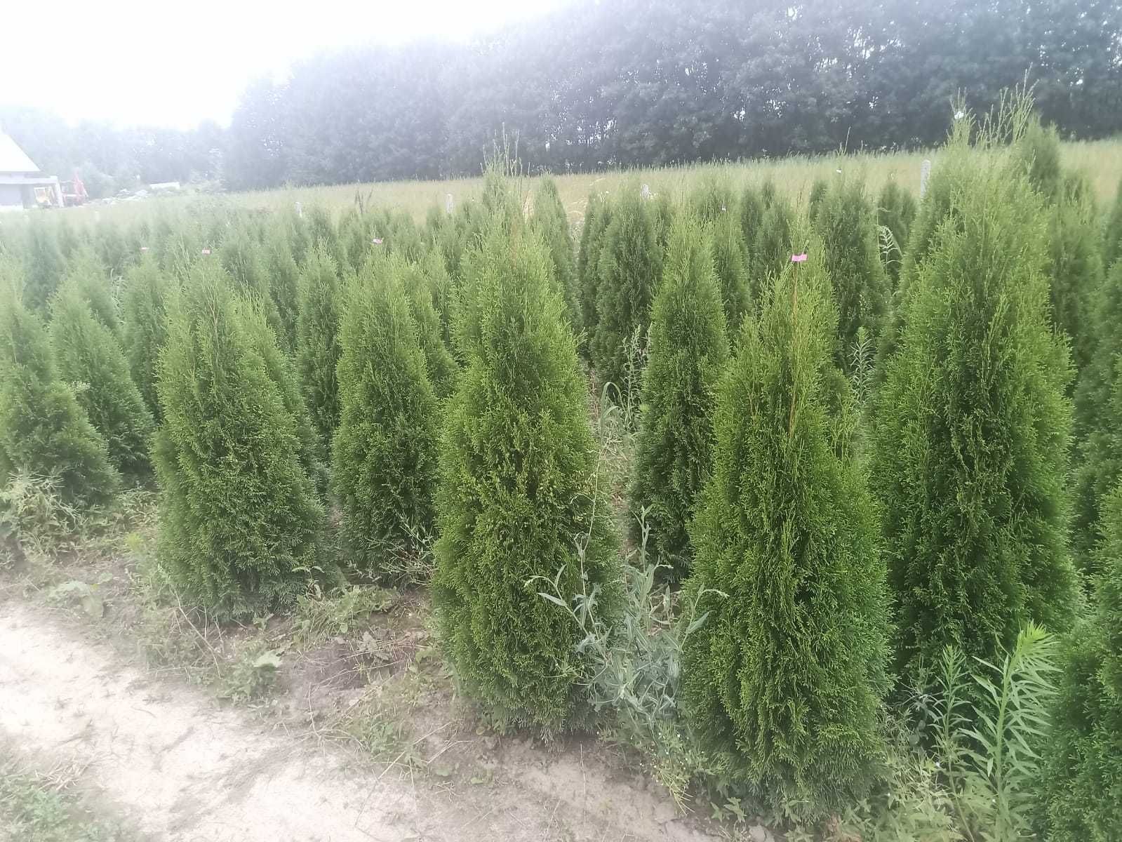 Tuia Smaragd de diferite dimensiuni 80-230cm
