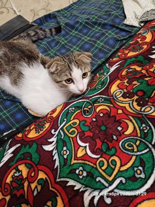 Отдам даром котенка мальчик