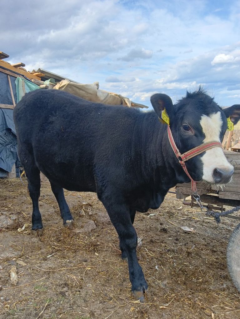 Vând vițică angust