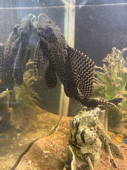 Vand Plecostomus  25 cm varsta 12 ani
