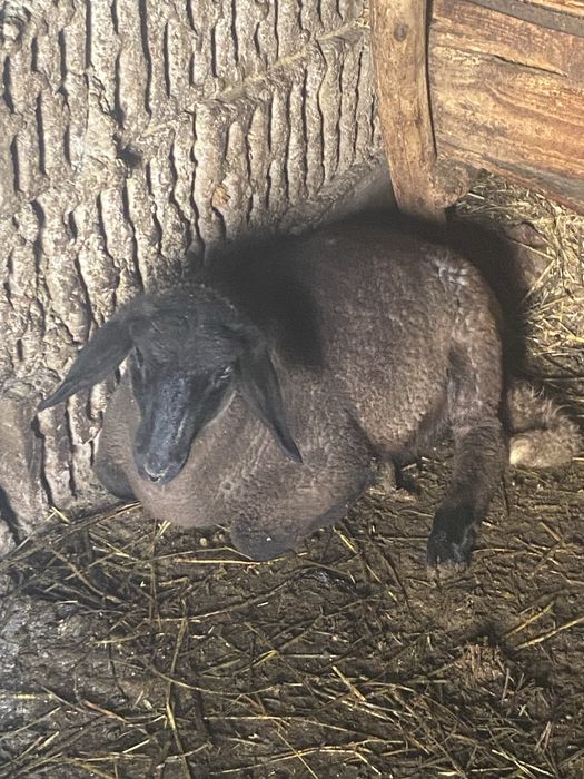 Trei  mielute 25 , 30 kg