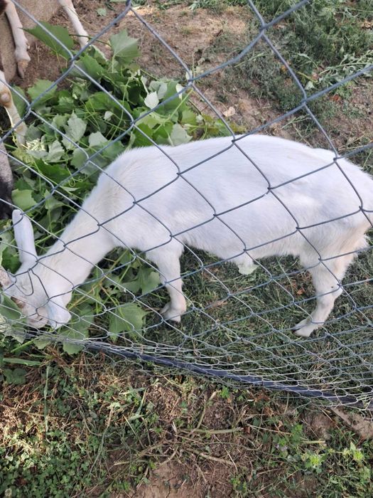 Ied mascul rasa Saanen