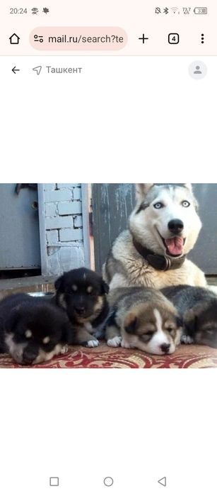 Хаски xaski сотлади щенки kuchuk sotladi