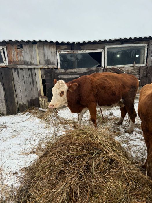 Коровы продаются