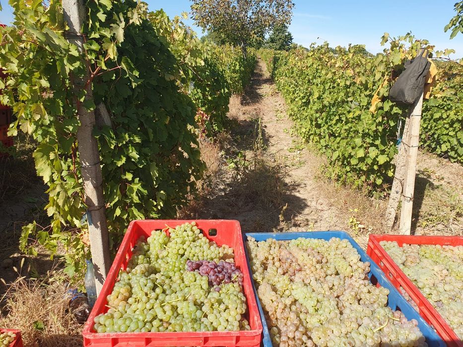 Struguri de Vin 3.50