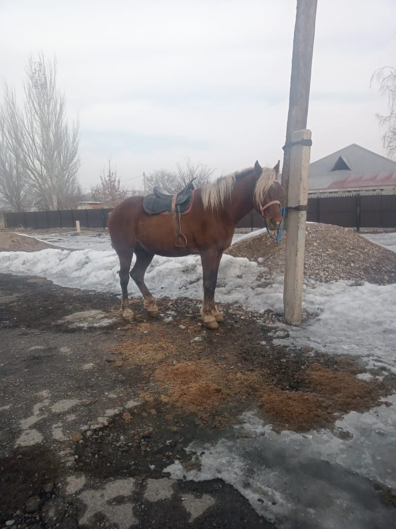 Чабдар лошадь полутяж