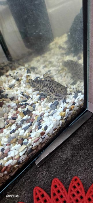 Аквариум със помпа