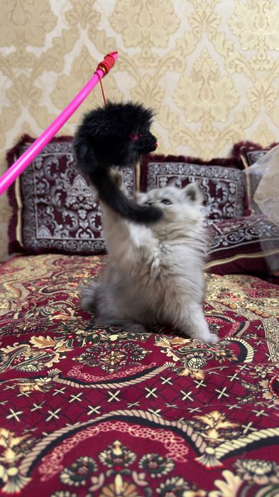 Серебристи хейланд киз бола мушук