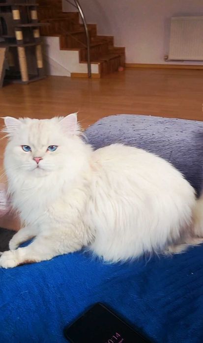British longhair alb cu ochii albastri