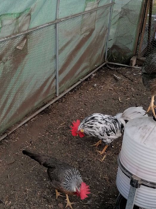 Петли Легхорн Бял, Сребърна Италянка и Ексченджр