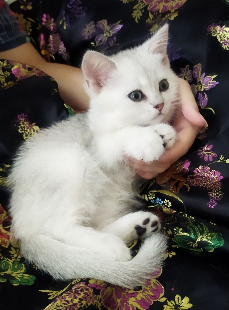 Шиншилла классика Шотландский котёнок