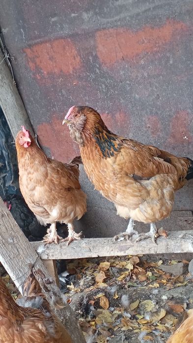 Куры, петушки продается