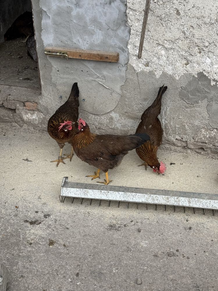 Italiene Potarnichiu Familie 6+1, 750 lei
