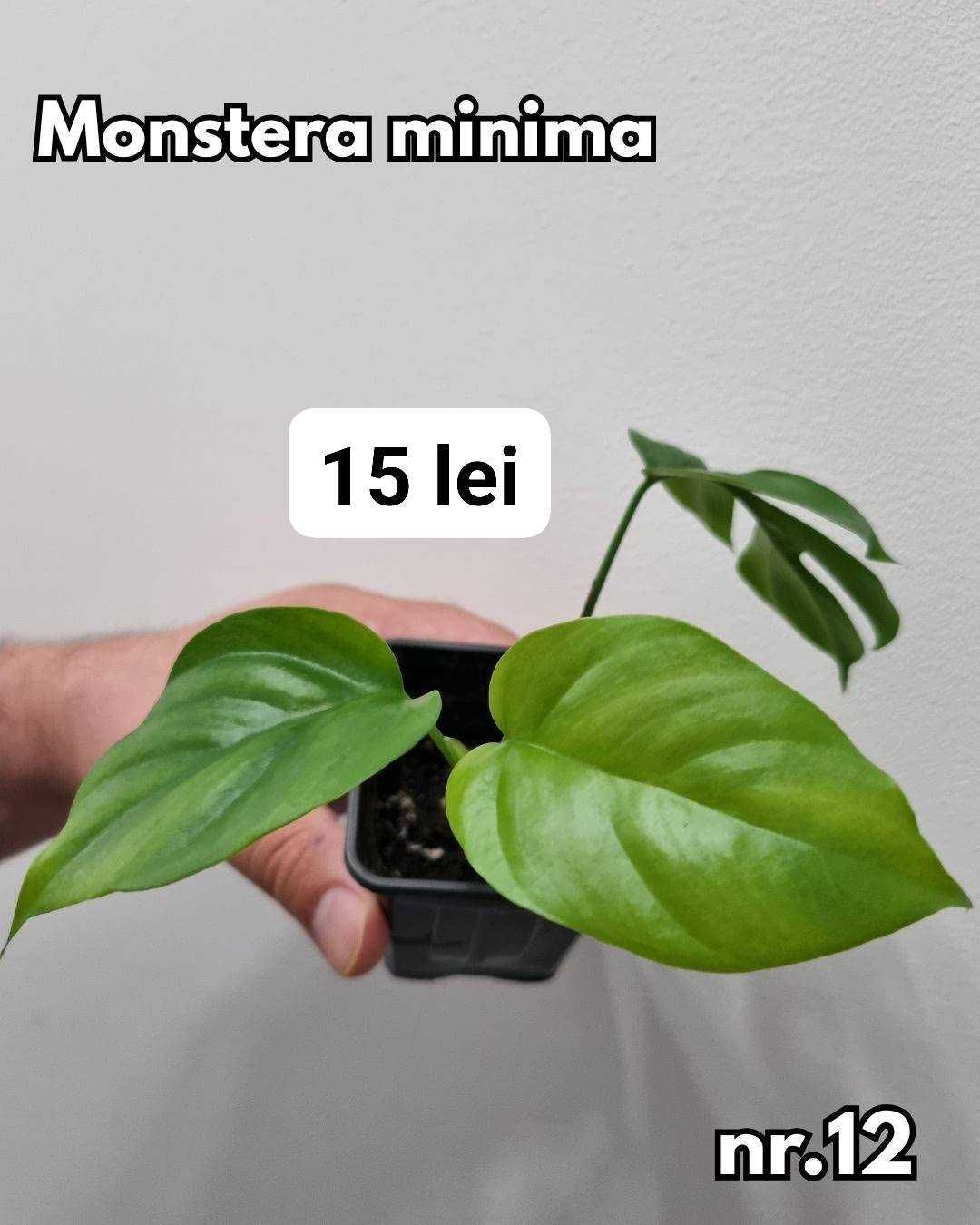 Plante interior, inradacinate Monstera, Pilea, Philodendron & altele