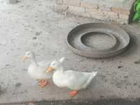 Pereche rațe Pekin