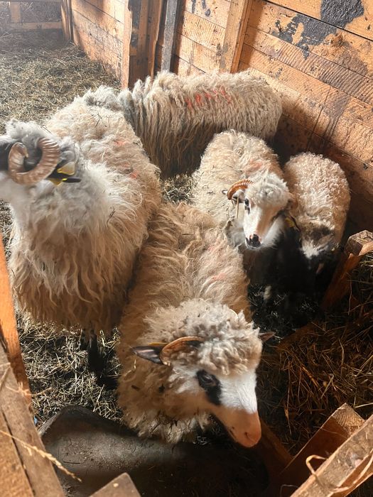 Vand un berbecuț și 4 mirele din anul asta