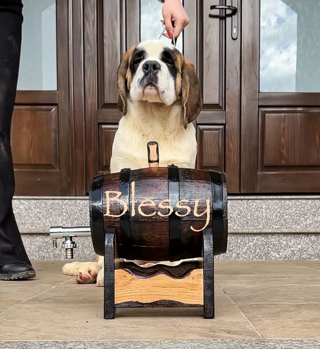 Femela Saint Bernard cu Pedigree