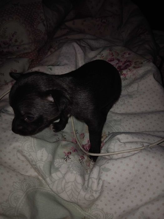 Чистокръвни мини пинчери