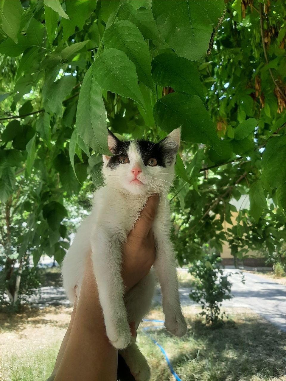 Котята даром в хорошие руки