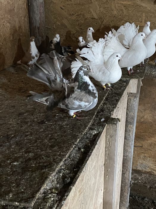 Vand porumbei pave, indieni, galateni, incaltati