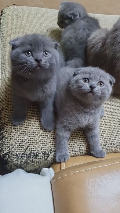 Продаются Шотландские чистокровные котята