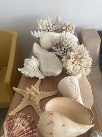 Corali stea de mare și scoici