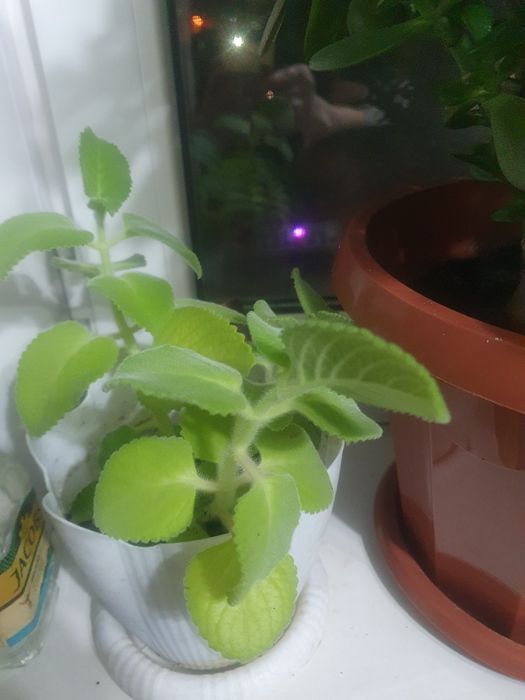 Продам цветы разные