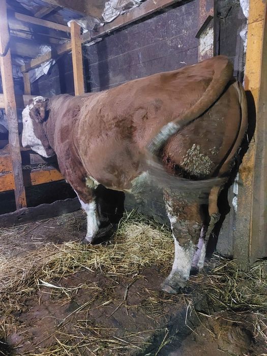 Продам быка Симентал