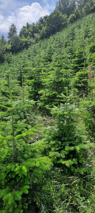 Brazi argintii pentru Crăciun .