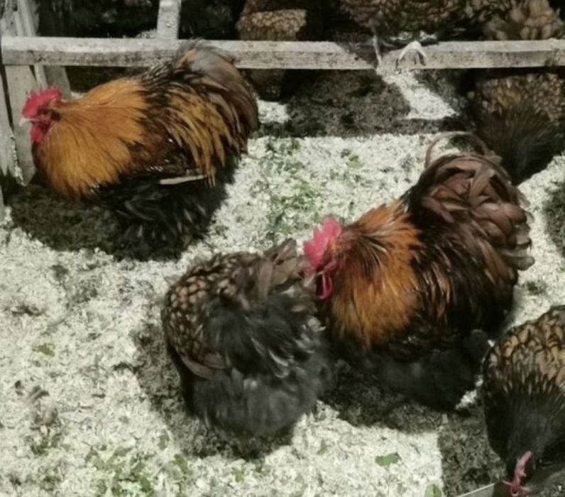 Продам курей орпингтонов