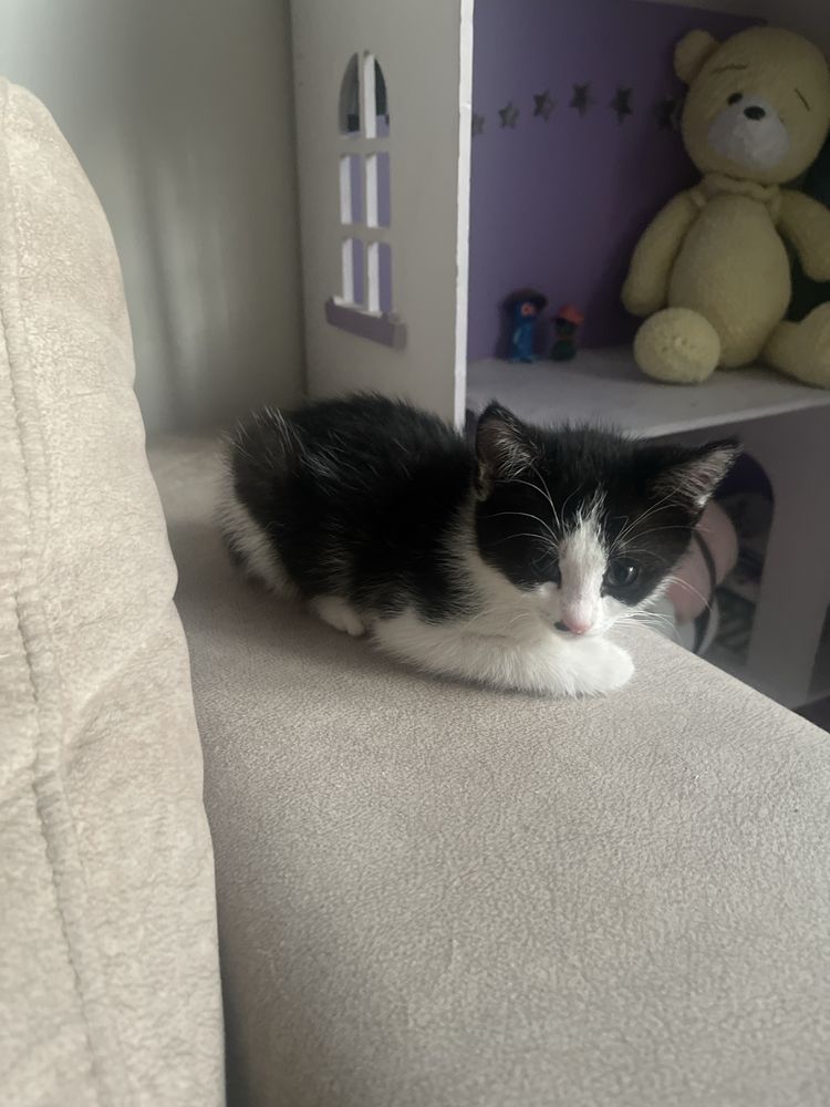 Котенок в добрые руки