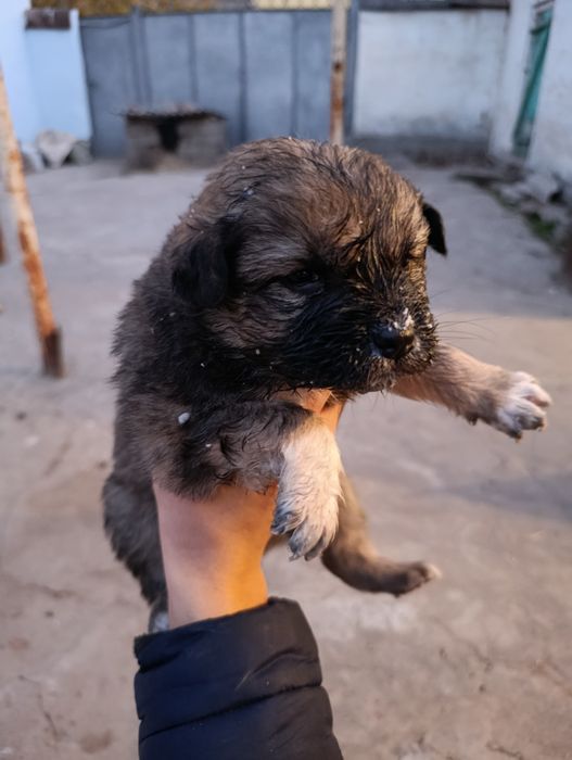 Щенки (питбуль).