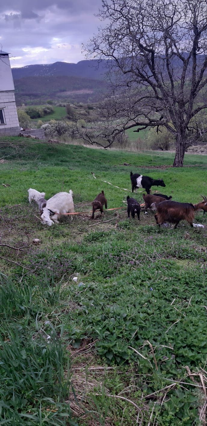 Vand capre cu iezi pret negociabil 1000 lei